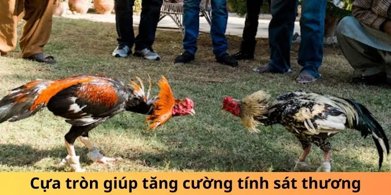 Cựa tròn giúp tăng cường tính sát thương