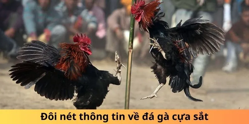 Đôi nét thông tin về đá gà cựa sắt