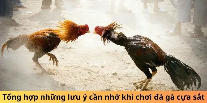 Tổng hợp những lưu ý cần nhớ khi chơi đá gà cựa sắt