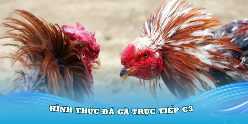 Khám phá các hình thức đá gà trực tiếp C3 được yêu thích