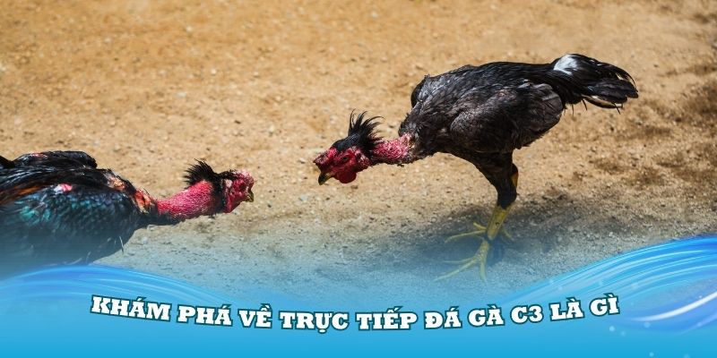 Khám phá về trực tiếp đá gà C3 là gì