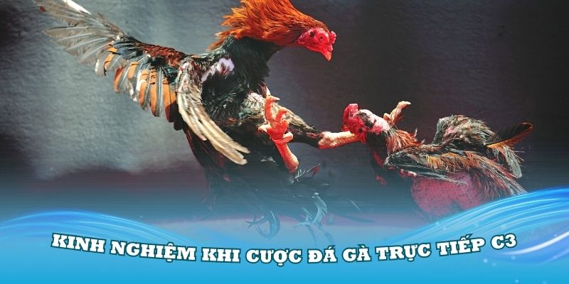 Điểm qua các kinh nghiệm khi cược đá gà trực tiếp C3